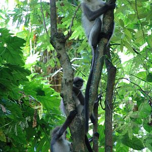 Wild Silvered Leaf Monkey's (Trachypithecus cristatus) at Negara Zoo