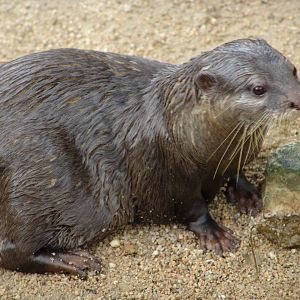 Oriental Small-clawed Otter (Aonyx cinerea)