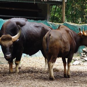 Indian Gaurs (Bos gaurus gaurus)