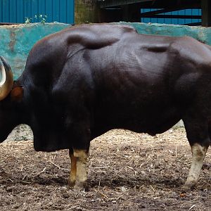 Male Indian Gaur (Bos gaurus gaurus)