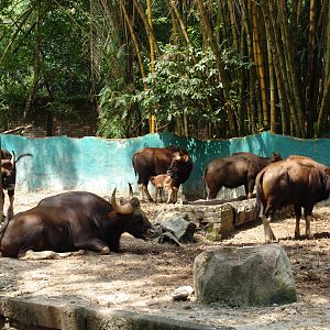 Indian Gaur's (Bos gaurus gaurus) enclosure