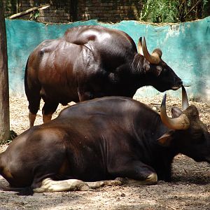 Indian Gaur's (Bos gaurus gaurus)