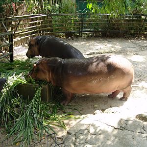 Hippopotamus (Hippopotamus amphibius) feeding