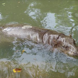 Pygmy Hippopotamus (Choeropsis liberiensis)