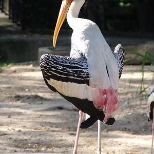 Painted Stork (Mycteria leucocephala) sunbathing
