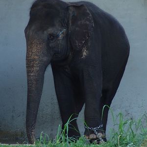 Asian Elephant (Elephas maximus) cow