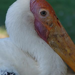 Painted Stork (Mycteria leucocephala) close-up