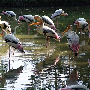 Painted Storks (Mycteria leucocephala) wading