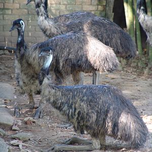 Emu's (Dromaius novaehollandiae) at the Australian enclosure