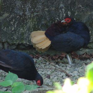 Crestless Fireback Pheasant (Lophura erythropthalma)