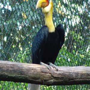 Wrinkled Hornbill (Aceros corrugatus) male