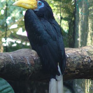 Wrinkled Hornbill (Aceros corrugatus) female
