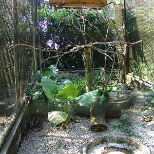 Black Drongo's (Dicrurus macrocercus) Aviary