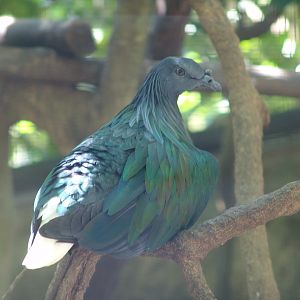 Nicobar Pigeon (Caloenas nicobarica)