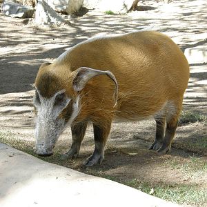 red river hog