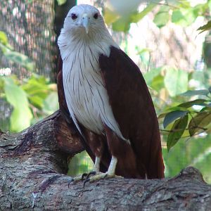 Brahminy Kite (Haliastur indus)