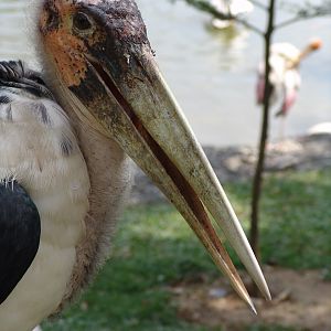 Marabou Stork (Leptoptilos crumeniferus) Close-Up