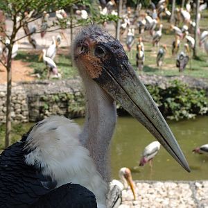 Marabou Stork (Leptoptilos crumeniferus)