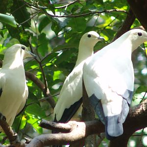Pied Imperial-pigeon (Ducula bicolor)