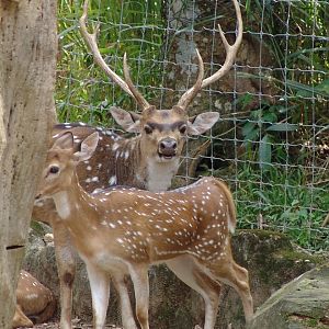 Chital or Axis Deer (Axis axis)