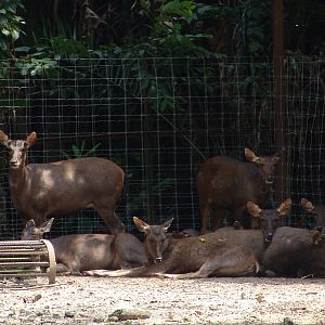 Sambar (Rusa unicolor)