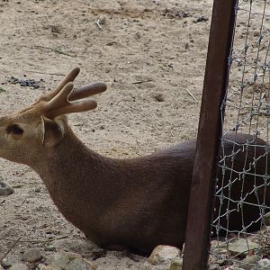 Male Hog Deer (Hyelaphus porcinus)