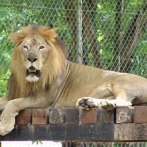Male Asiatic lion (Panthera leo persica)