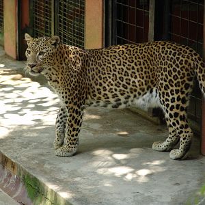 African leopard's (Panthera pardus)