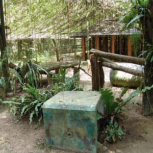 African leopard's (Panthera pardus) enclosure