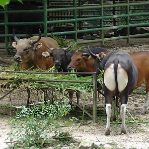 Javan BantengS (Bos javanicus javanicus)
