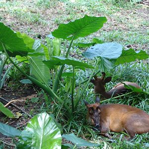 Indian Muntjac or Common Muntjac (Muntiacus muntjak)