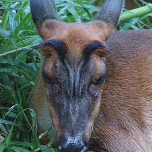 Indian Muntjac or Common Muntjac (Muntiacus muntjak)