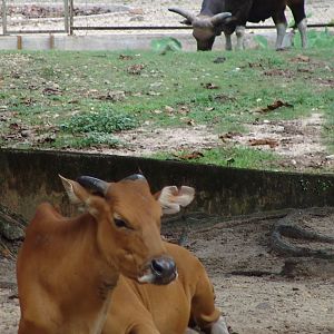 Javan Banteng (Bos javanicus javanicus)