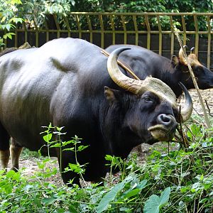 Malayan Gaur or Seladang (Bos gaurus hubbacki)