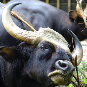 Malayan Gaur or Seladang (Bos gaurus hubbacki)
