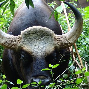 Malayan Gaur or Seladang (Bos gaurus hubbacki)