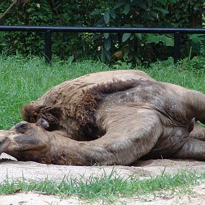 Dromedary or Arabian camel (Camelus dromedarius)