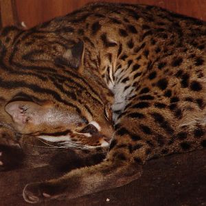 Leopard cat (Prionailurus bengalensis)