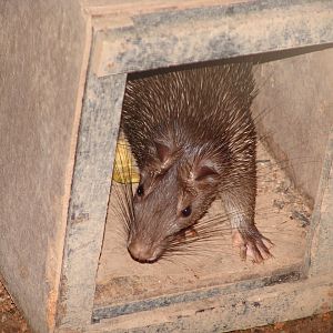 Asiatic Brush-tailed Porcupine (Atherurus macrourus)