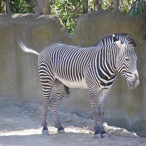 grevys zebra