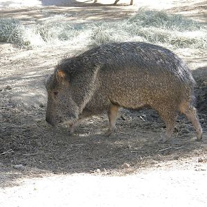 chacoan peccary