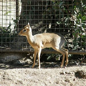 dik dik