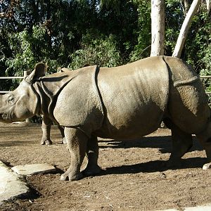 indian rhino