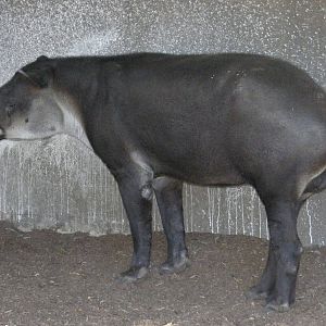 tapir
