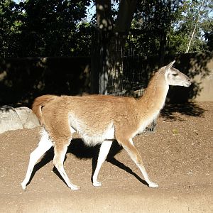 guanaco