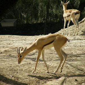 red fronted gazelle