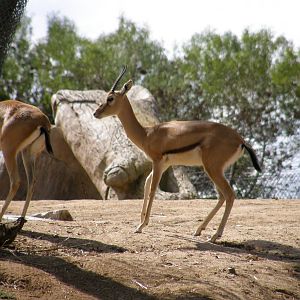 red fronted gazelle