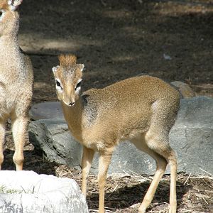dik dik