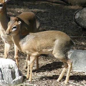 dik dik