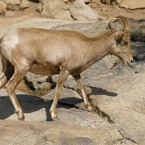 bighorn sheep
